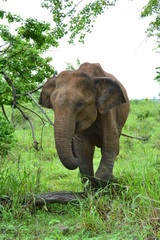Elephants In Sri Lanka