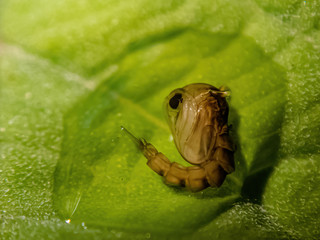 Pupa of a mosquito, macro shot.