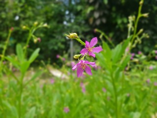 purple flowers in the garden
