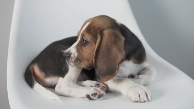 A cute beagle puppy poses on a chair in a photo studio.