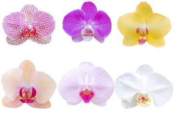 Multi Color orchid flower on white background. Photo with clipping path.