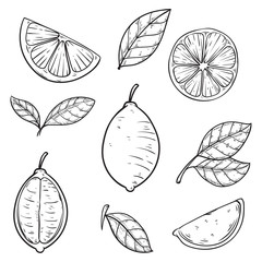 set hand drawn lime vector