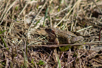 a frog in last year's grass in early spring