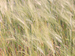 Wheat ears as background. Unripe grain. Harvest cereals.