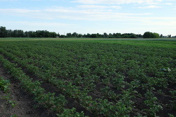 Potato field. A garden where potatoes grow. Farm landscape.