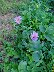 Chamomile flowers with purple petals. Beautiful flowers.