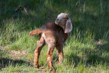 baby goat in a meadow biting its back