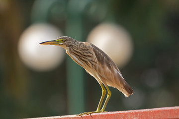 Pond heron perched near a lake