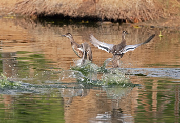 Two Garganeys taking off from a lake