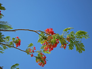 Bunch of flowers known as Flame of the forest, fire tree, flame tree etc