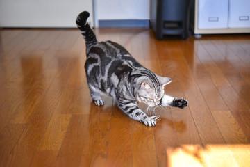針金で遊ぶ猫