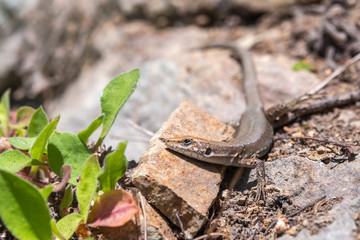 Lizard Darevskia alpina sits on a stone