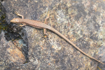 Lizard Darevskia alpina sits on a stone