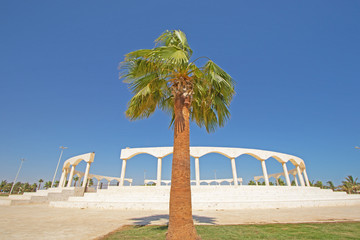 The palm in the wind