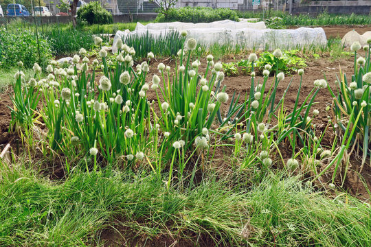 218 Best 葱坊主 Images Stock Photos Vectors Adobe Stock