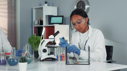 Female research scientist in safety glasses providing experiment with mouse and then showing her...