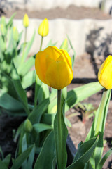 Yellow tulips in the garden