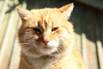 Naklejka na ściany i meble Beautiful ginger stray cat outdoors on sunny day, closeup