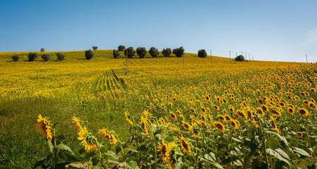 rural landscape in the Marche region in Italy near Fermo. Summer landscape. Sunflowers field