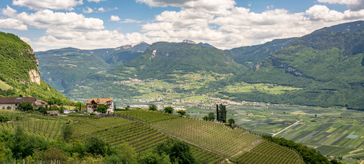Obraz premium vineyards Trentino Alto Adige South Tyrol , Bolzano, Italy. territory of Alto Adige/South Tyrol, Spring landscape.