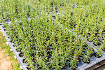 Rosemary plant in plant pot, organic herb garden, vegetable farming, healthy food