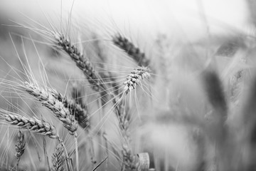 Grain field Black & White