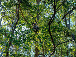 An Australian Koala Sitting In a Gum Tree