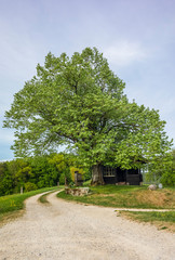 An isolated old log hut in the shadow of a oak tree in Switzerland