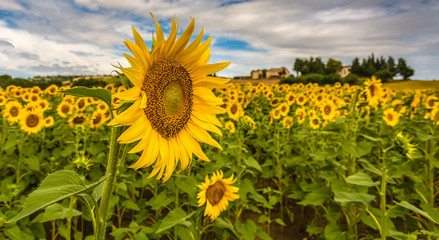Close up of a sunflower in a field of sunflowers in the Marche Region, Italy, Summer landscape of Central Italy