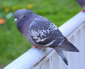 Dove on a metal railing