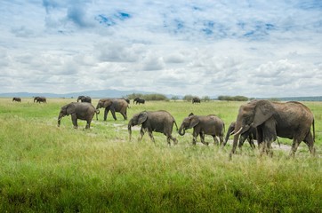 Fototapeta na wymiar Elephants On Grassy Field Against Sky