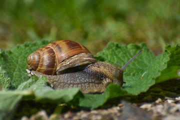 Big snail in shell crawling on leaf in garden. Burgundy snail Helix pomatia or oman snail, Burgundy snail, edible snail or escargot