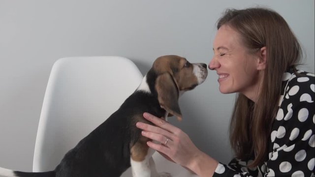 Puppy beagle licks his mistress, dog kiss beloved mistress.