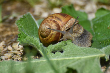 Big snail in shell crawling on leaf in garden. Burgundy snail Helix pomatia or oman snail, Burgundy snail, edible snail or escargot