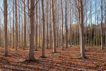 otoño en un bosque de alamos de la vega de granada, andalucía