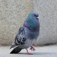 Dove on grey wall background