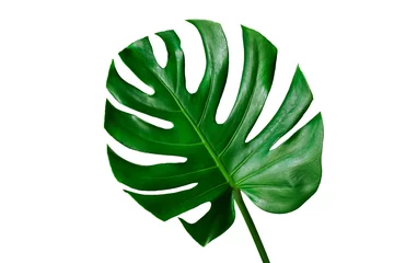 Papier Peint photo Monstera Beautiful Tropical Monstera leaf isolated on white background with clipping path for design elements, Flat lay