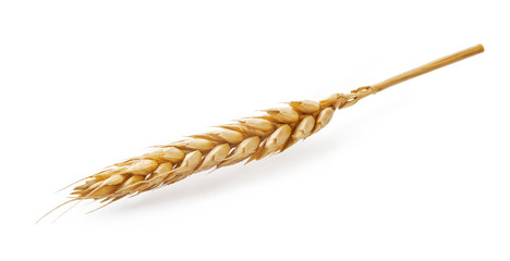 Wheat spikelet isolated on white background