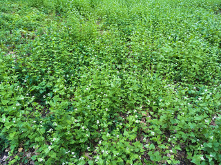 White field flowers in the forest. April, Spring. Background