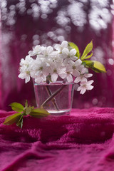 spring flowers on a pink background
