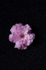 pink flower on a black background
