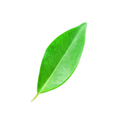 Fototapeta na wymiar Green leaves isolated on white background , clipping path