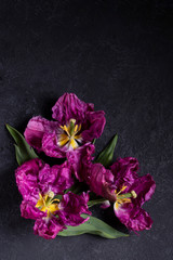 black background with purple tulips
