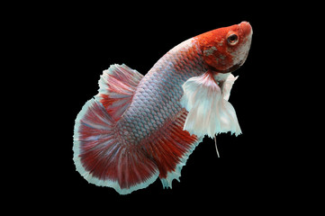 Betta fish, siamese fighting fish, betta splendens isolated on black background,
fish on black background, Multi color Siamese fighting fish,