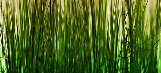 Green tall grass background