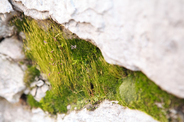 moss in the cracks