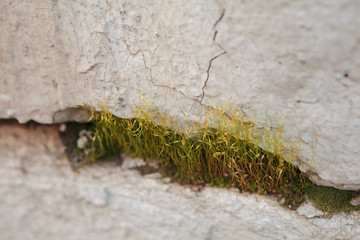moss in the cracks