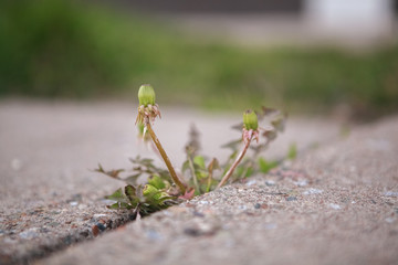growing flowers between concrete ростущие цветы между бетоном