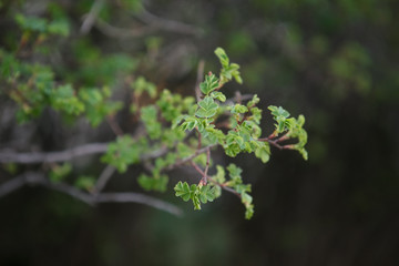 кусты цветущие
flowering bushes 