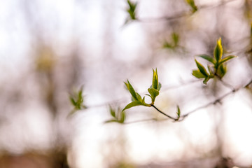 Flowering trees, leaves, spring Цветущие деревья , листья, весна